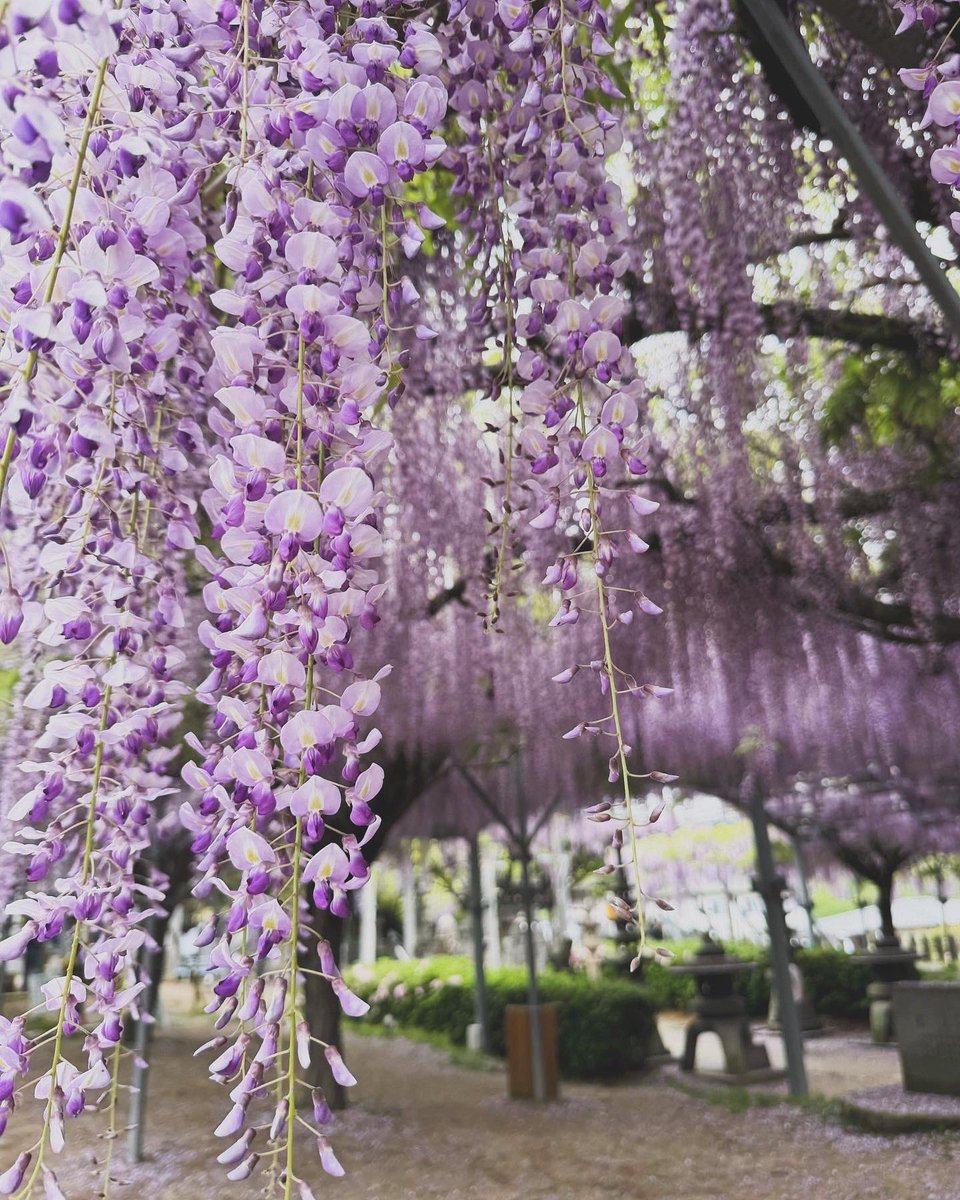 ⛩️ 야마다 히요시 신사 (야마다 히요시 진자)
